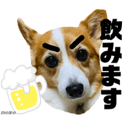 corgi.momo