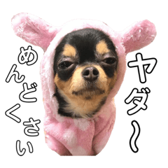 Sally_chihuahua