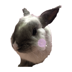 兔子小球球日常