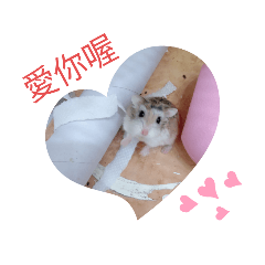 豬血糕、燒麻吉、紅燒鰻的快樂生活