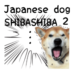 Japanese dog SHIBASHIBA 2