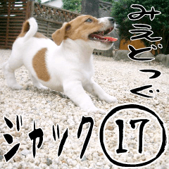 MIEDOG Jack Russell terrier sticker 17