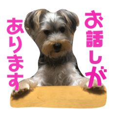 Yorkshire Terrier Silva