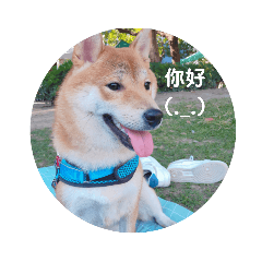 小隻狗umi