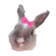 小球球可愛日常