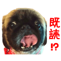 Real DOG Pekingese