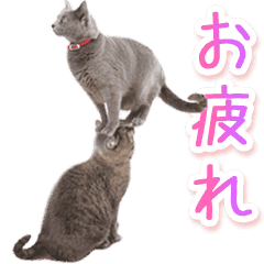 Hyper Cat!