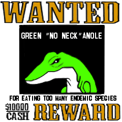 Green Anole of the nuisance