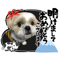 Maro_shihtzu