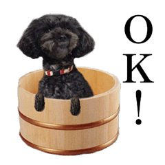 The toy poodle photo sticker 1