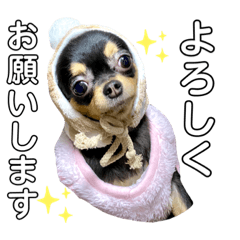 Sally_chihuahua_3