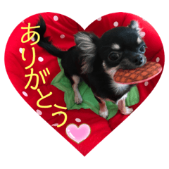 chihuahua20