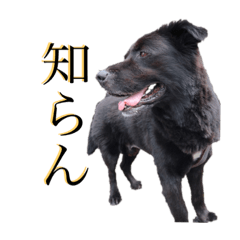 miki_20201227211726