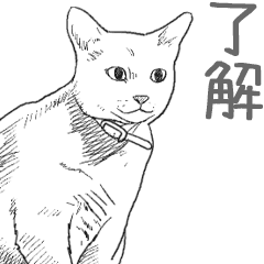 Morphing cat2