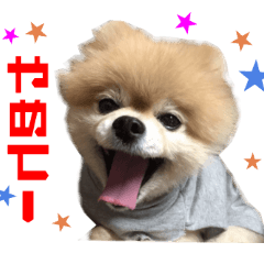 Real DOG Pomeranian -BOO-2 – LINE stickers | LINE STORE