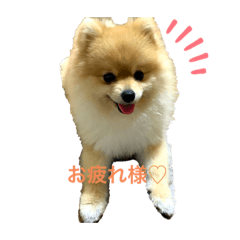 ポメラニアン Lineクリエイターズスタンプまとめ Stamplist ポメラニアン Lineクリエイターズスタンプまとめ Stamplist