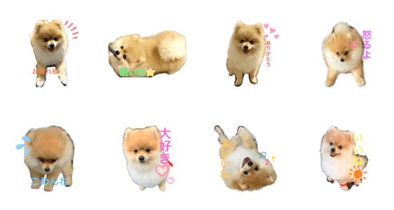 見た目可愛いポメラニアン Lineクリエイターズスタンプ Stamplist 見た目可愛いポメラニアン Lineクリエイターズスタンプ Stamplist
