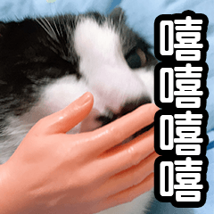 cat_hand