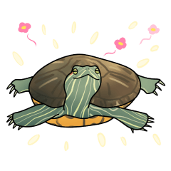 Daily life of Red Eared Slider