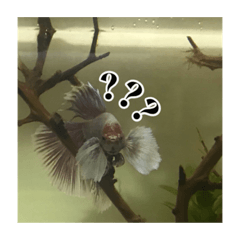 厭世魚魚的日常生活