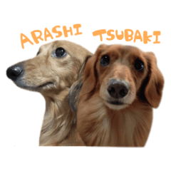 tsubaki&arashi
