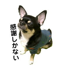 hinomaru chihuahua_20201228155412