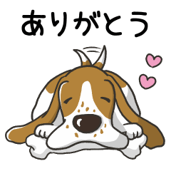 Basset hound Lemon