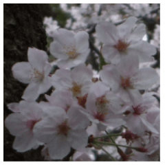 Photos and words of cherry blossoms