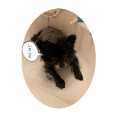 Matsu_20201228200814