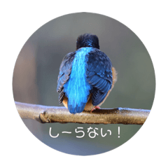 koji ushi jima_20201228204447