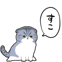 Scottish Fold of a talking gray cat