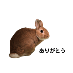 cutie rabbit choppy
