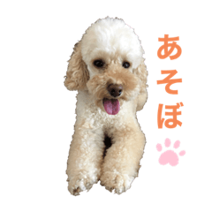 Apricot Toy Poodle Leon