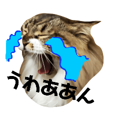 Orange_20201229005406