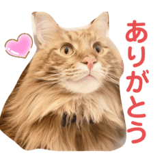 Sally_20201229024033