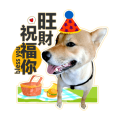 21kg厭世柴犬