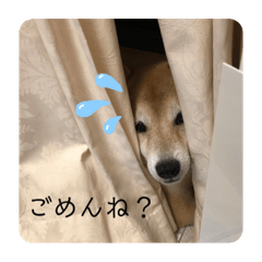 suzu_20201229093144