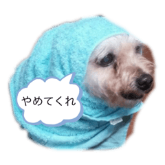 RISA_20201229113337