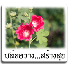 moral precept with flower photo greeting
