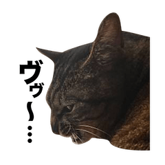 Pheasant cat "Ikkyu"Sticker