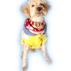 Bivi of the toypoodle
