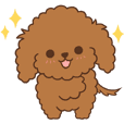 Toy Poodle Choco ( Animated )