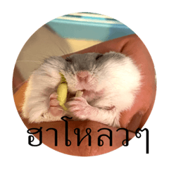 Very Mister Pietui 2