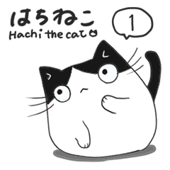 Hachi the workingcat