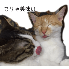 brother cat's