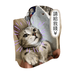 Colo&Muri的奇妙冒險