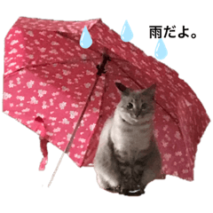 yukari_20201230174950