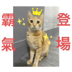恩恩的日常發揮