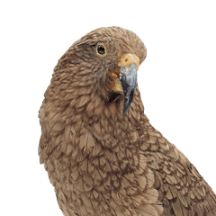 Angry Kea