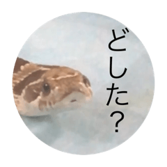 Akanen_20201231150002